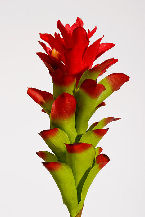 29.5" Artificial Ginger Stem Red