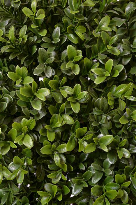 6ft Tri Ball Boxwood Top w/Pot Green/Two Tone