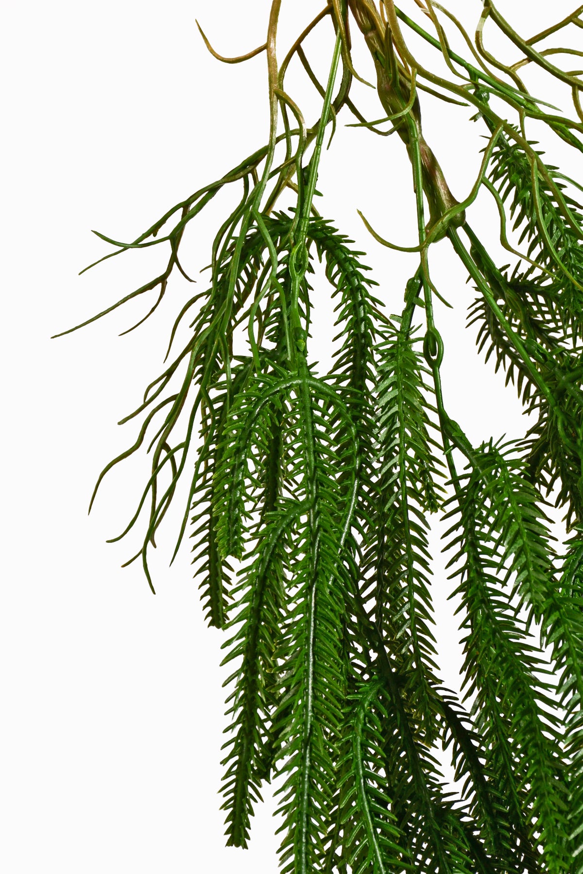 35.5" Hanging Norfolk Pine Spray Green