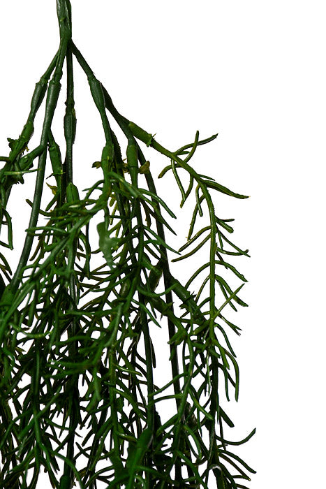 33" Rosemary Hanging Bush Green