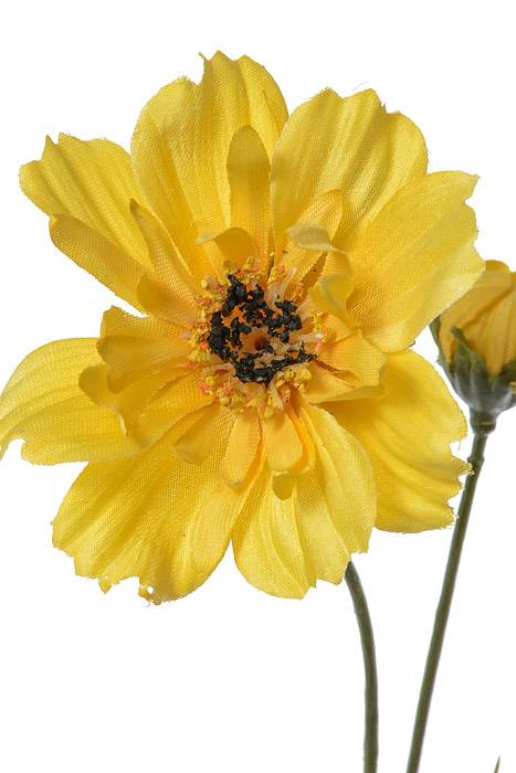 32" Silk Cosmos Spray Yellow
