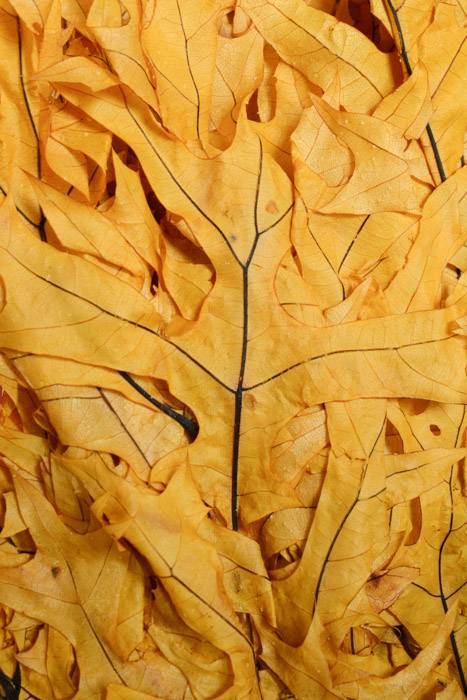 Transparent Oak Leaves 1lb Yellow