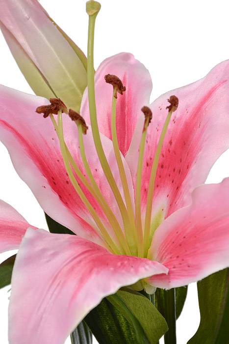 35" Stargazer Lily Spray Rumbrum