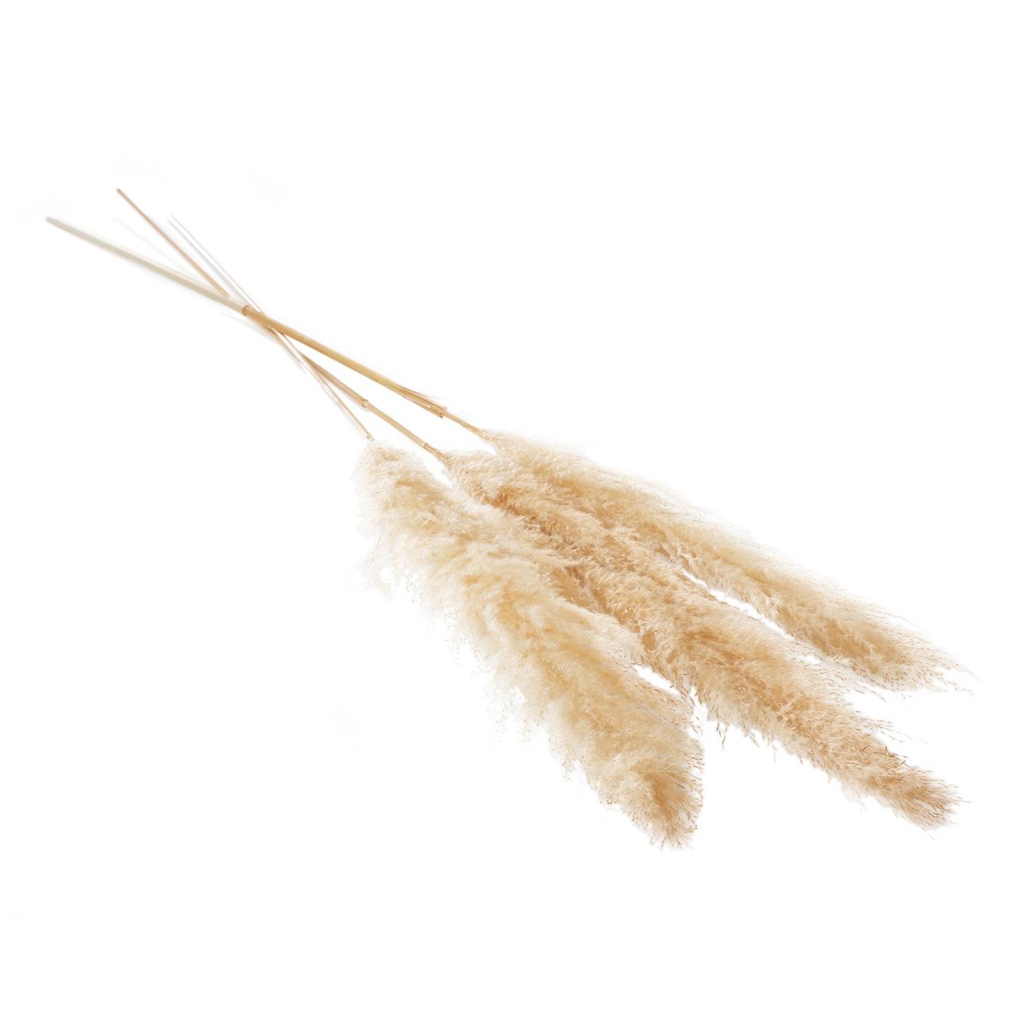 55"-62" Pampas Grass Tan Pkg/3