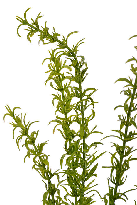 17" Thyme Bush Green