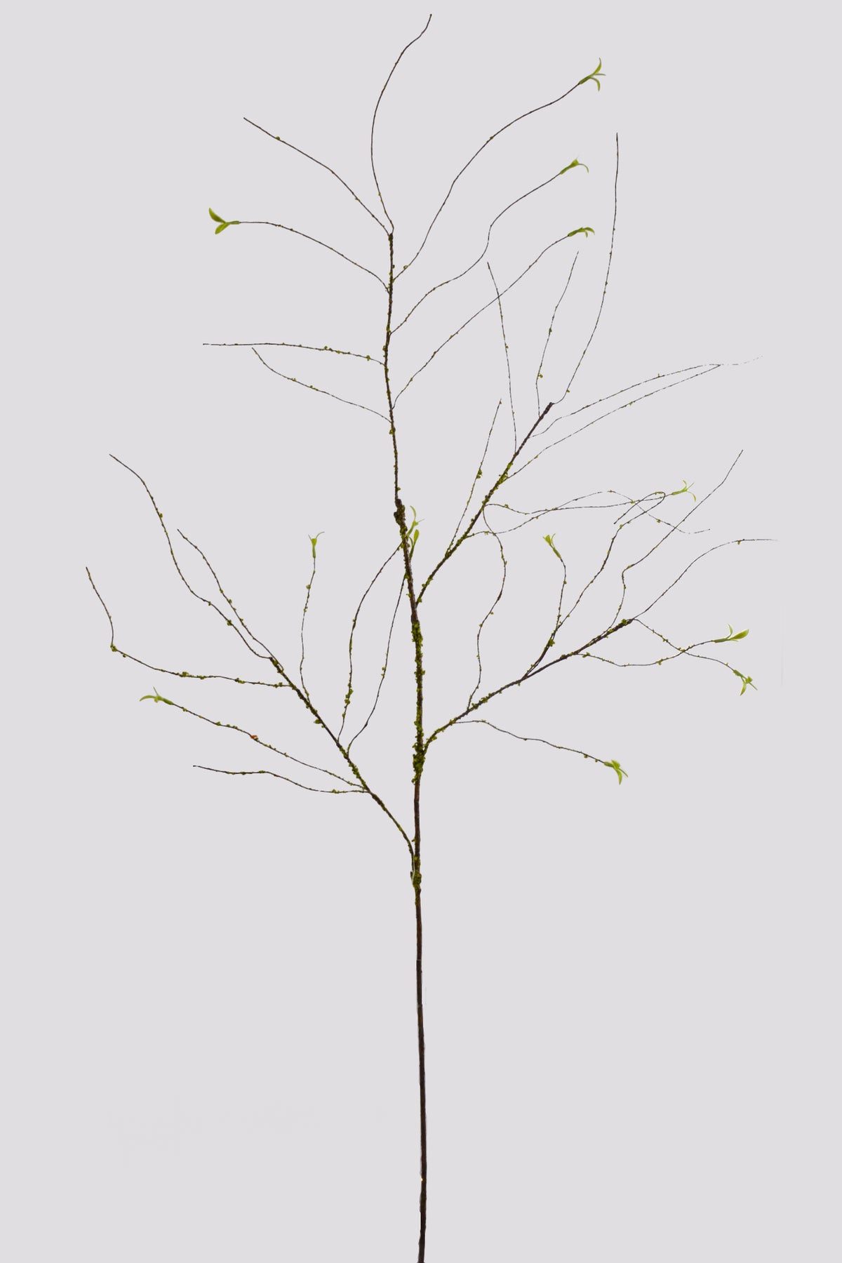 51" Twig Branch Natural