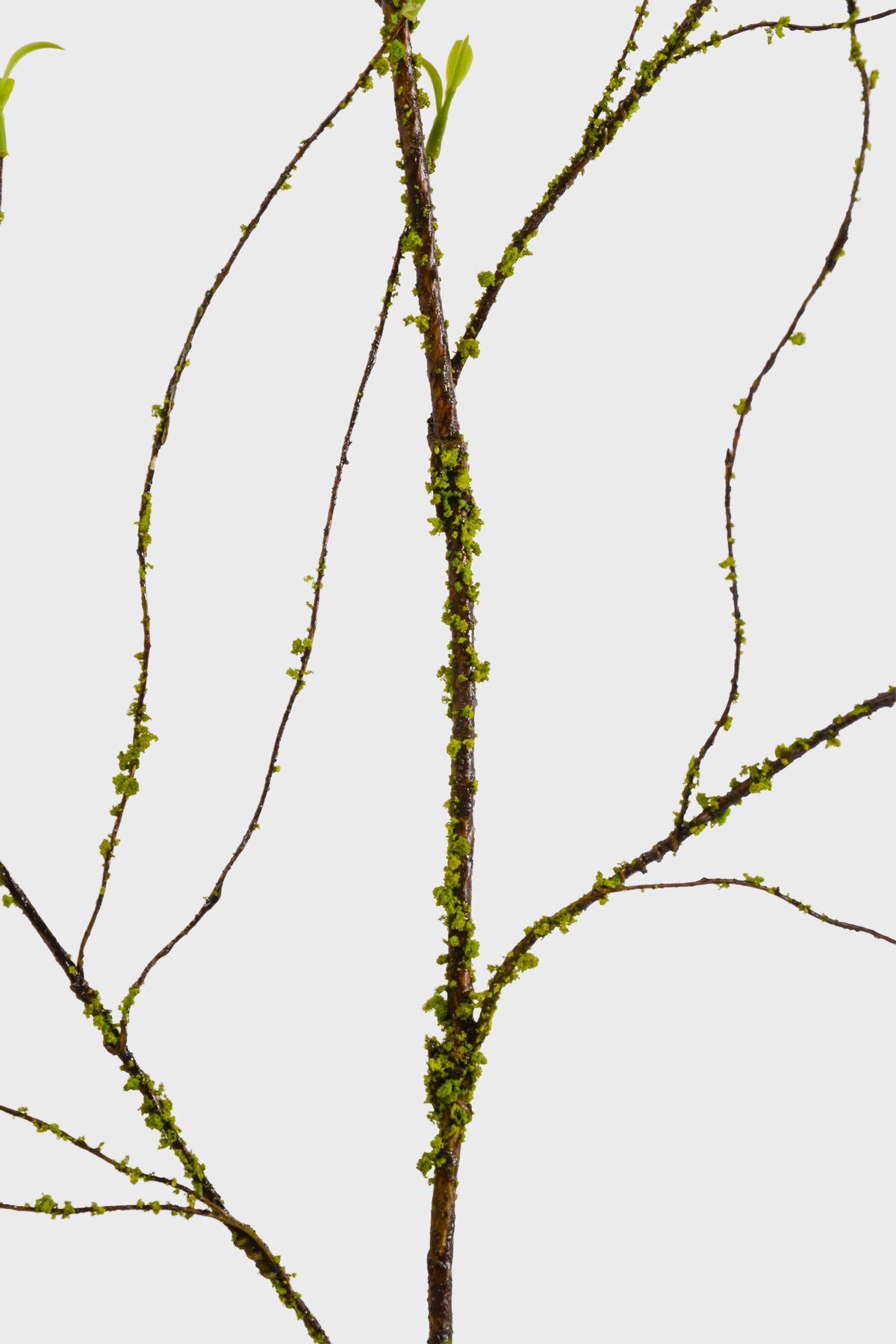 51" Twig Branch Natural