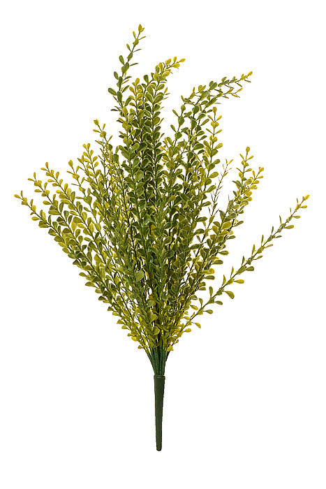 21" Button Bush Green