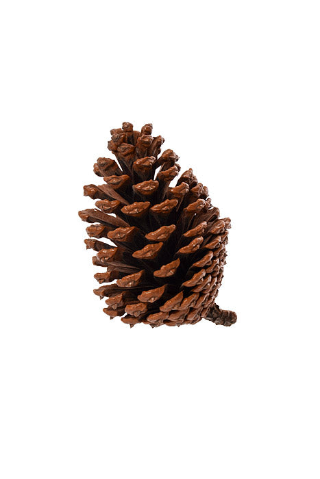 2.5-3.5" Pine Cone Natural Pkg/1Lb