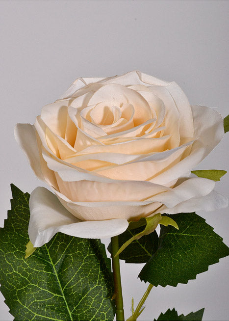 20" Silk Opening Rose Stem Cream