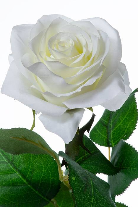 27.5" Silk Confetti Rose Spray Cream