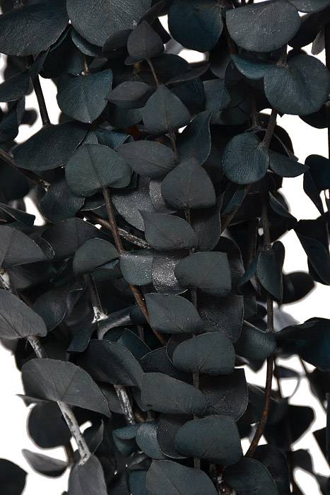 Eucalyptus Baby-Washed (16 Oz) Dark Blue