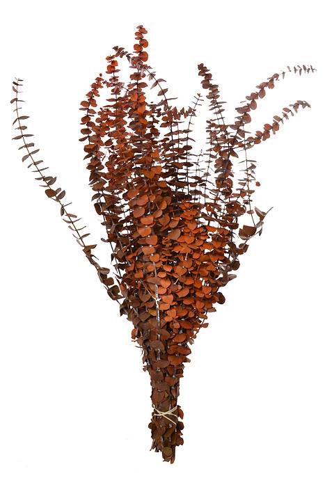 Pres Baby Eucalyptus Wash (16 Oz) Orange