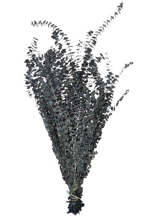 Eucalyptus Baby-Frost (16 Oz) Dark Blue