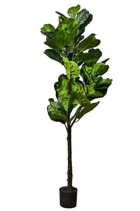 71" Fiddle Leaf Tree In Pot Green