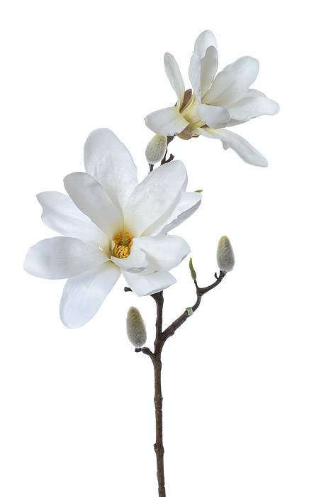 24" Silk Magnolia Spray Cream