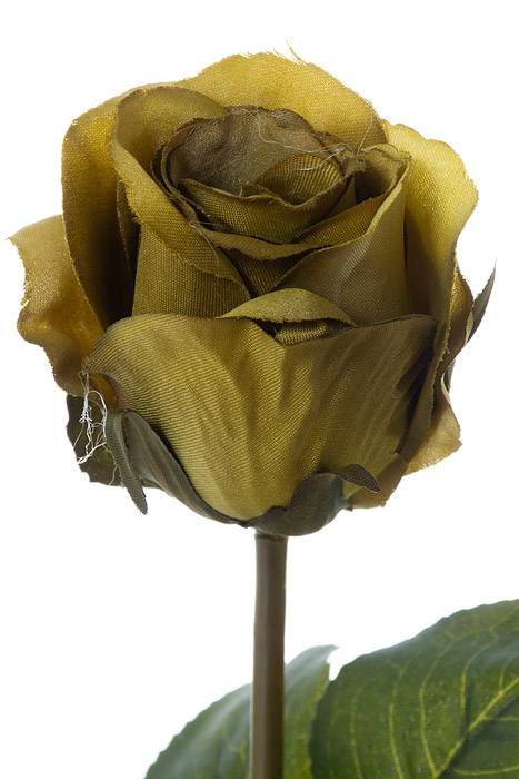 20" Rose Bud Stem W/leaves Green