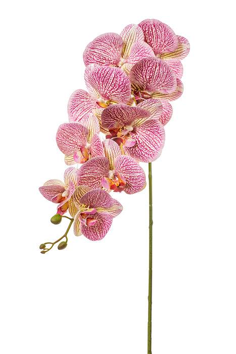 40" Silk Phalaenopsis Spray Purple