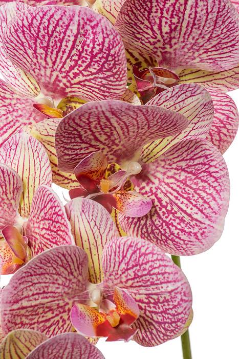 40" Silk Phalaenopsis Spray Purple