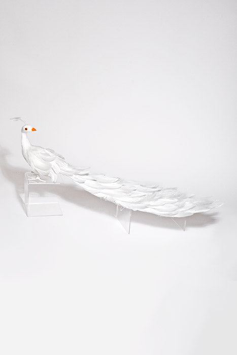 29" Feather Standing Peacock White