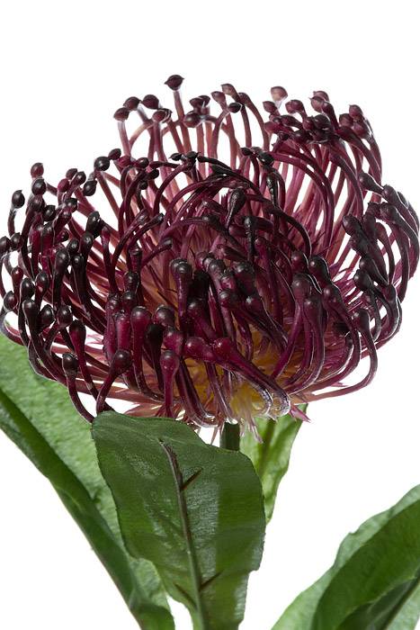 26" Open Needle Protea Burgundy