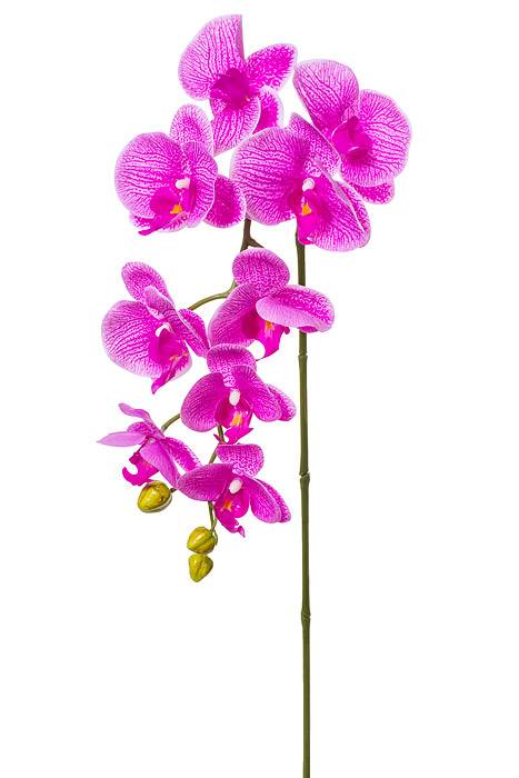40" Silk Phalaenopsis Spray Light Purple