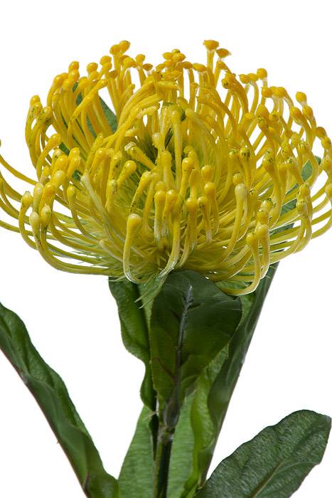 26" Open Needle Protea Yellow