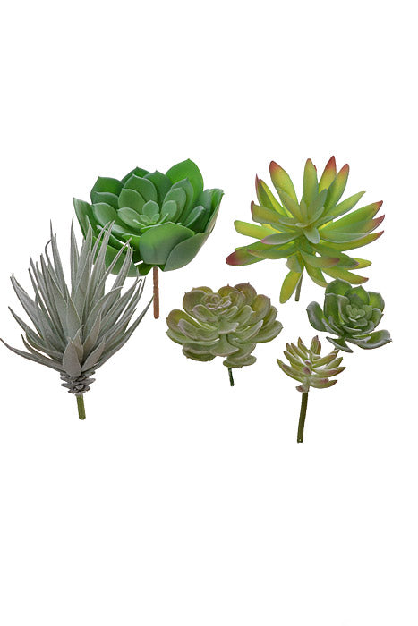 7" Succulent Assortment Green