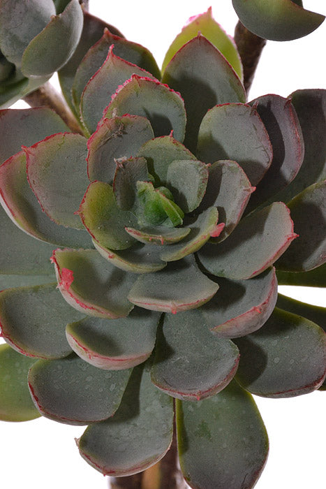 12" Succulent Bush Green