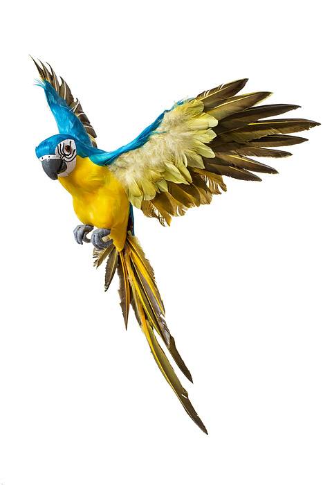 22" Feather Flying Macau Royal Blue/yellow