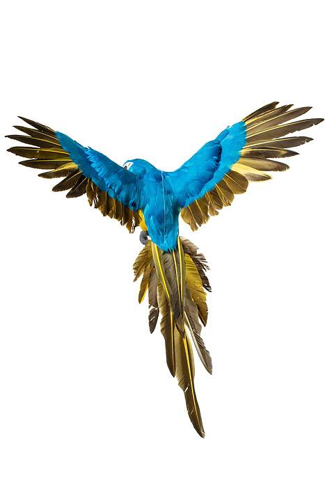 22" Feather Flying Macau Royal Blue/yellow