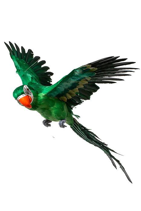 26" Feather Flying Macau Green
