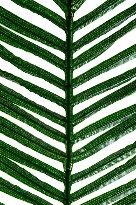 49" Areca Palm Green