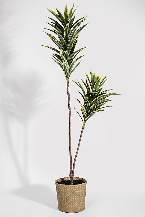 44" Artificial Mini Dracaena with Rattan Basket Variegate