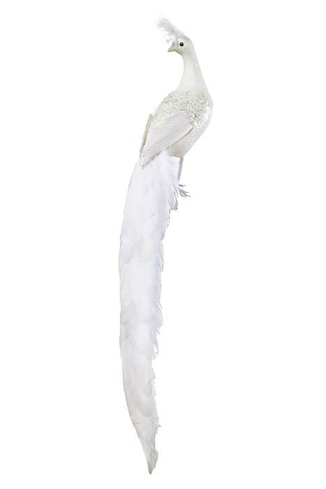 28" Glittered Peacock W/feather Tail White