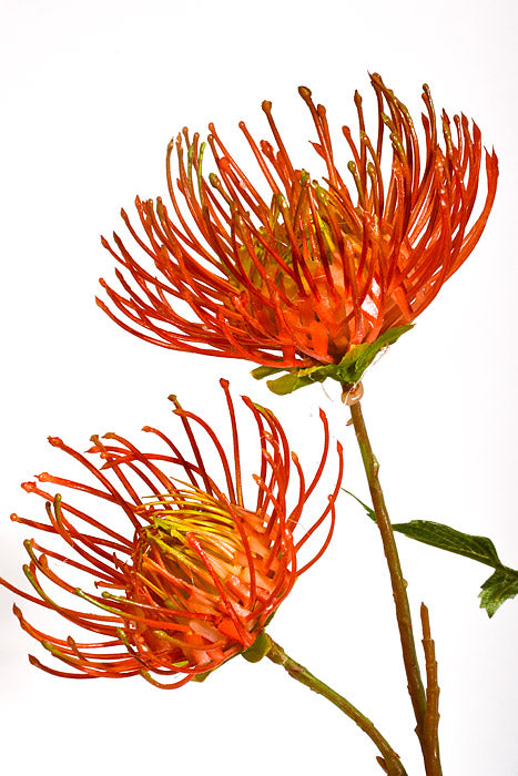 27" Artificial Leucospermum Spray Orange