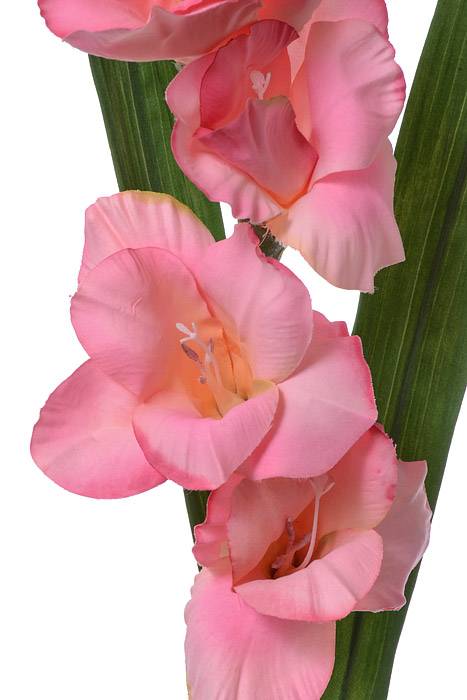 33" Silk Gladiolus Spray Pink/cerise