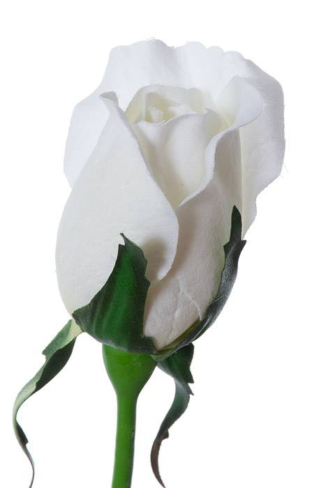 28" Planters Rose Bud White Pkg/12