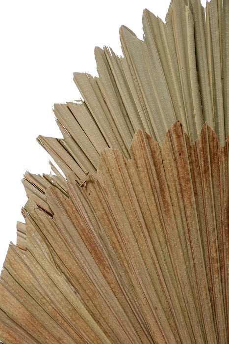 15.35" Fan Palm Leaf Bundle Cream