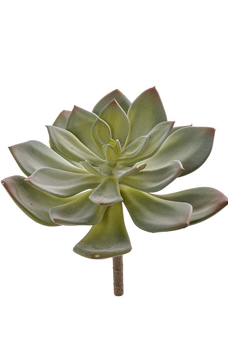 6" Echeveria Pick Green/Gray