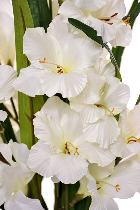 29" Satin Gladiolus Bush Cream