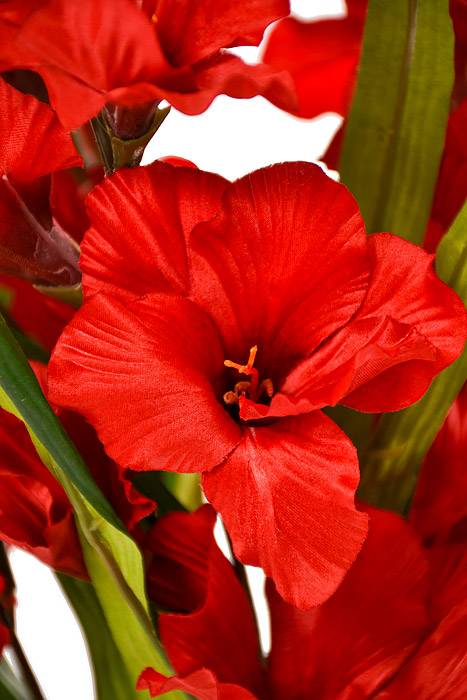 29" Satin Gladiolus Bush Red