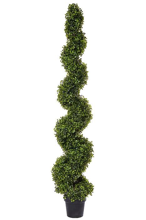 5Ft Pond Boxwood Spiral Topiary in a Pot Green