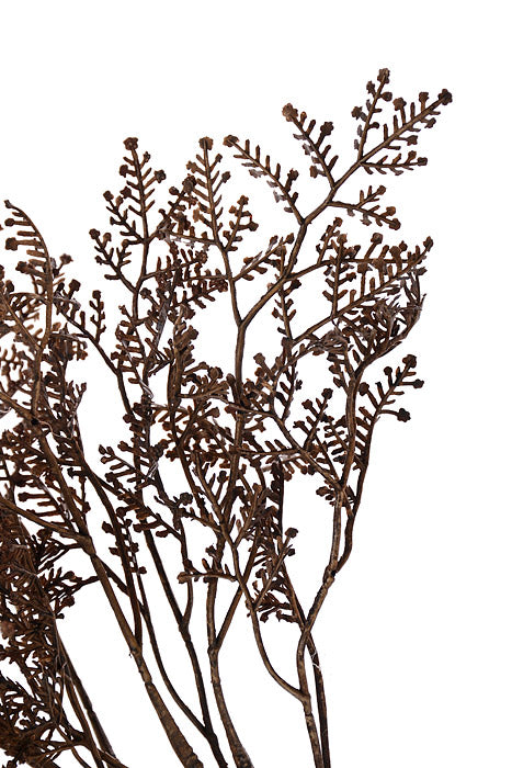 14" Limonium Bush Brown