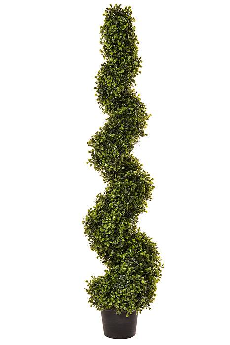 4 FT Pond Boxwood Spiral Topiary In Pot Green