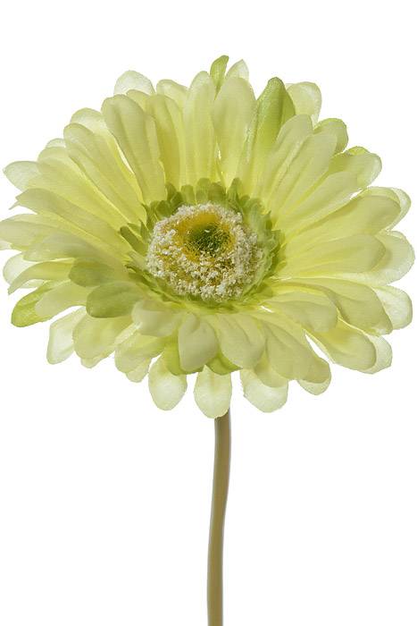 9" Silk Gerbera Daisy Spray Green Pkg/12