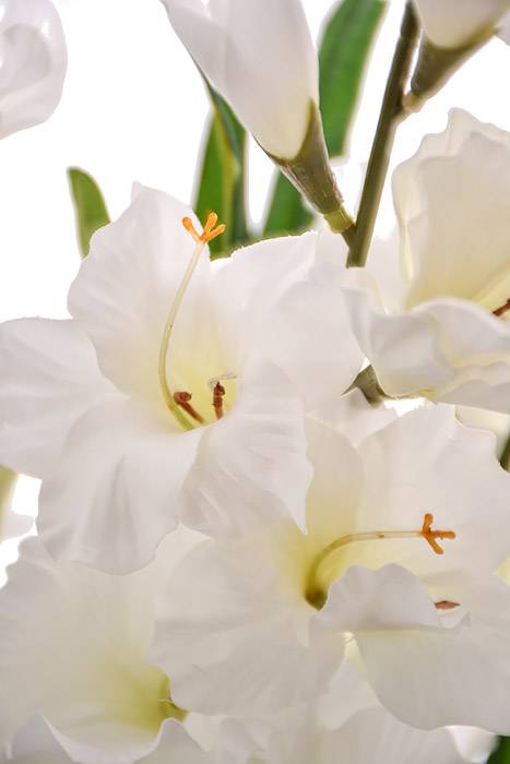 29" Satin Gladiolus Bush White