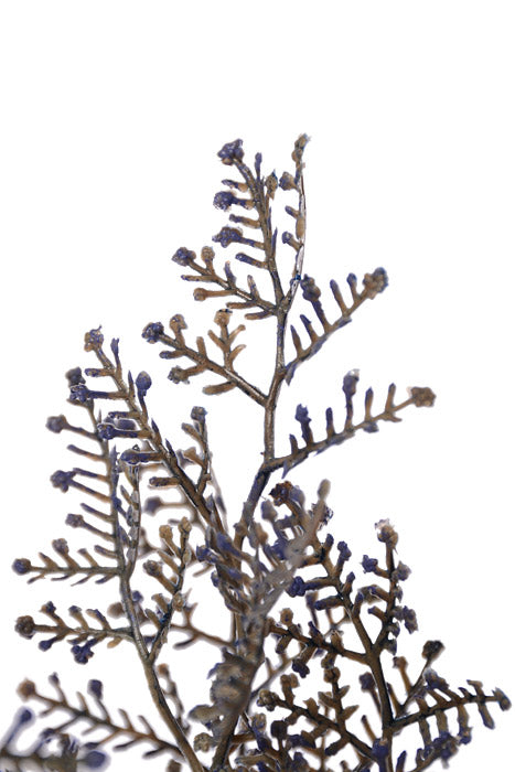 14" Limonium Bush Blue