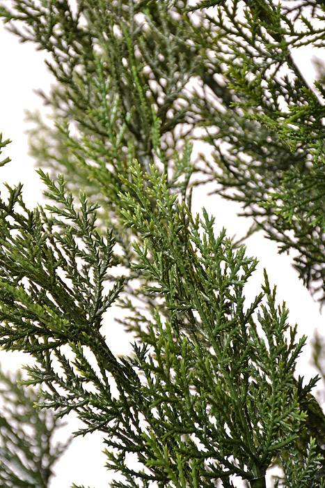 84" Cedar Topiary in a Pot Green