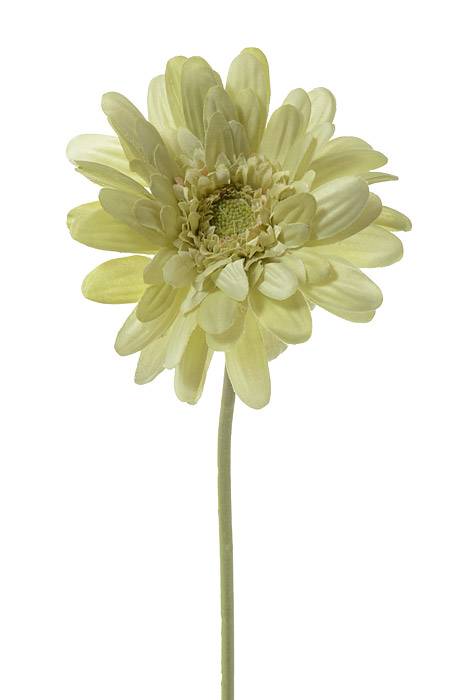 21" Silk Gerbera Daisy Spray Light Green Pkg/6